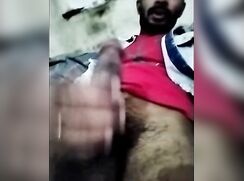 arab stud