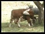 Boy Sex Country Farm Gay Porn Videos