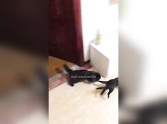 Cats at its best