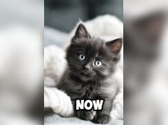 Cuteness cat3