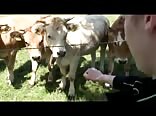 German Landeier Farm Boys Country Cock Adventures