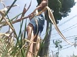 Punheta no mato boys porn