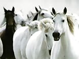 Runaway Horses Twinks Gay Porn Videos