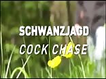 tail hunting (Schwanz Jagd)