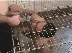 The dog cage