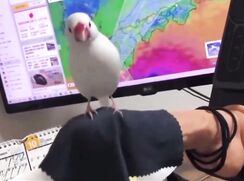 Useful dildo for pretty birdie