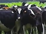Vintage 'Cow' Boy Porn Vids Teen Boys Sex