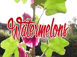 watermelons  full movie twinks gay porn videos